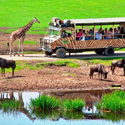 Experience thrilling game drives through the Serengeti