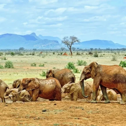 Tsavo East National Park one of the worlds largest game reserves boasts an abundance of wildlife including iconic red elephants rhinos buffaloes lions and leopards