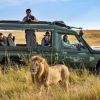 Tourists viewing the majestic lions