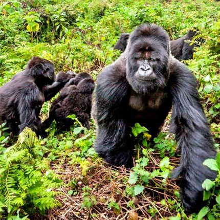Trek through rugged terrain and dense vegetation to meet the endangered mountain gorillas in their natural habitat