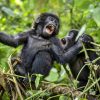 Gorillas at Bwindi Impenetrable National Park