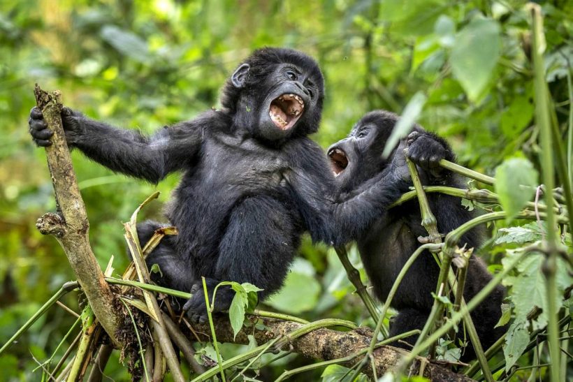 Gorillas at Bwindi Impenetrable National Park