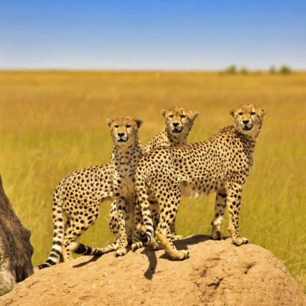 This safari will take you to Masai Mara national reserve in Narok County Kenya which is world famous for its exceptional population of lions leopards and cheetahs and the annual migration of zebras