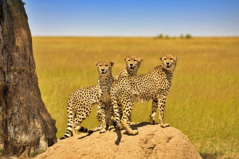 This safari will take you to Masai Mara national reserve in Narok County Kenya which is world famous for its exceptional population of lions leopards and cheetahs and the annual migration of zebras