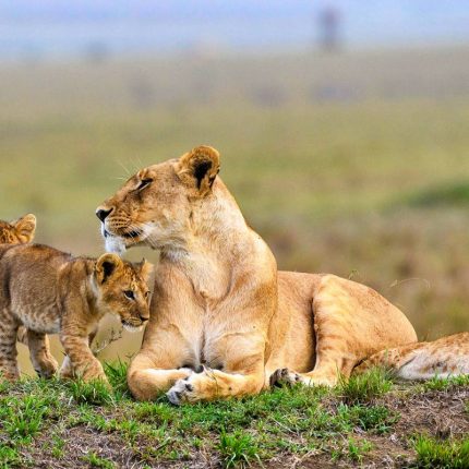 Prepare to be enthralled by the legendary inhabitants of the Mara, including the famed Big Cats – lions, leopards, and cheetahs – as they roam the vast plains in search of prey.