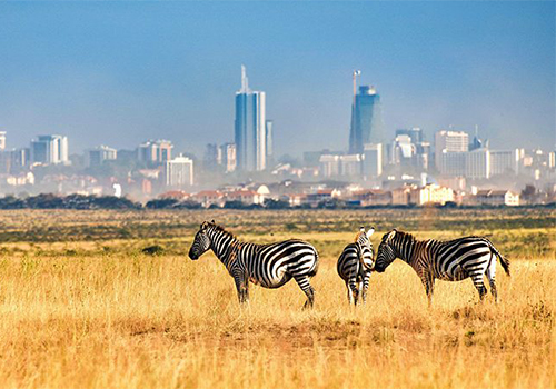 1-day-nairobi-national-park-tour