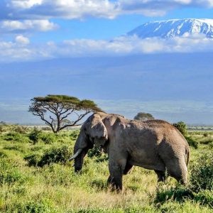 Experience the best of Kenya and Tanzania safari on a customizable adventure. Explore Samburu, Lake Nakuru, Masai Mara, Serengeti, and Ngorongoro Crater.