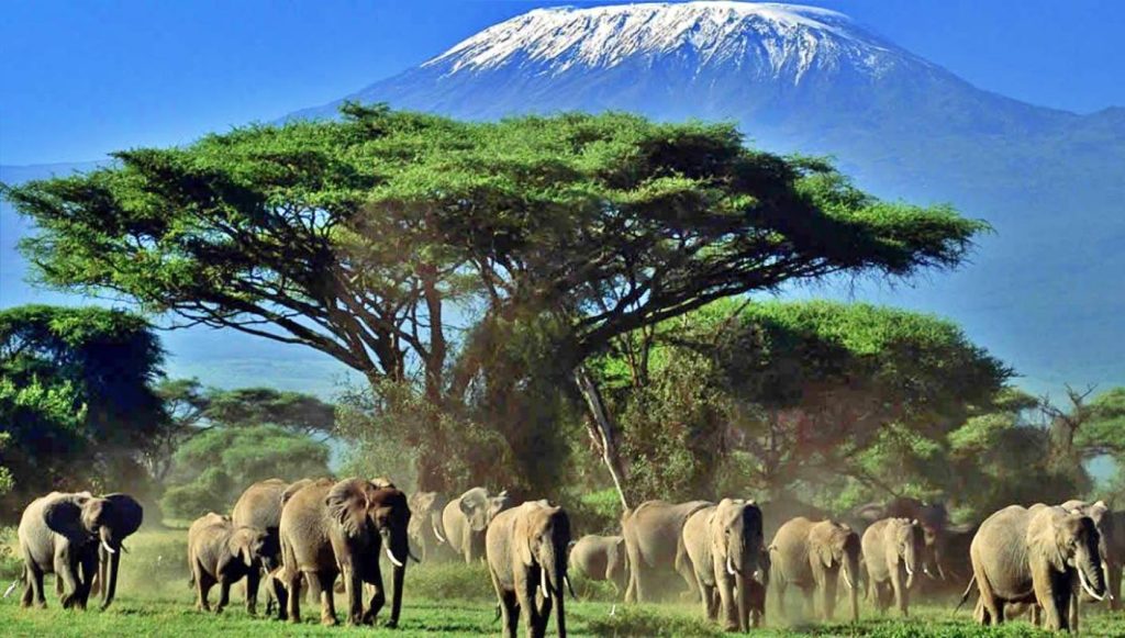 Explore The Amboseli Safari, one of Kenya’s most popular parks, renowned for large herds of elephants & stunning views of Mt. Kilimanjaro, Africa’s highest peak