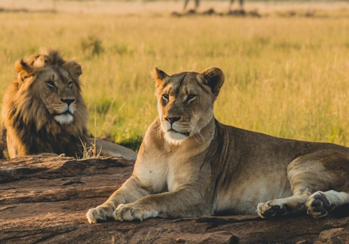 https://marstafrica.com/masai-mara-l-nakuru-l-naivasha-private-safari/