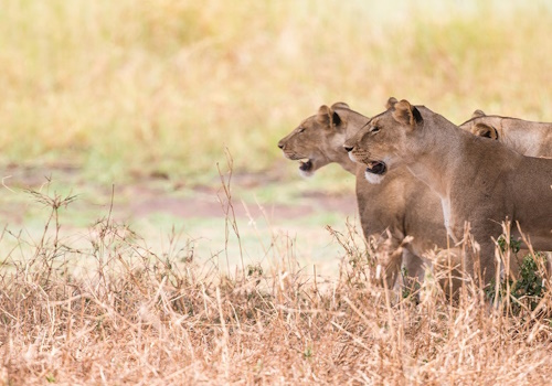 https://marstafrica.com/7-days-ngorongoro-serengeti-tanzania-classic-safaris-gold/