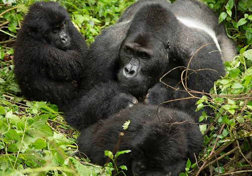 https://marstafrica.com/3-days-2-nights-uganda-safari/