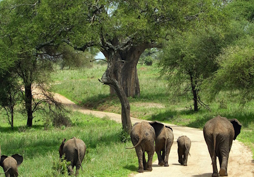 https://marstafrica.com/tarangire-serengeti-tanzania-highlights-bronze/